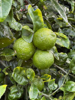 Limes on a tree