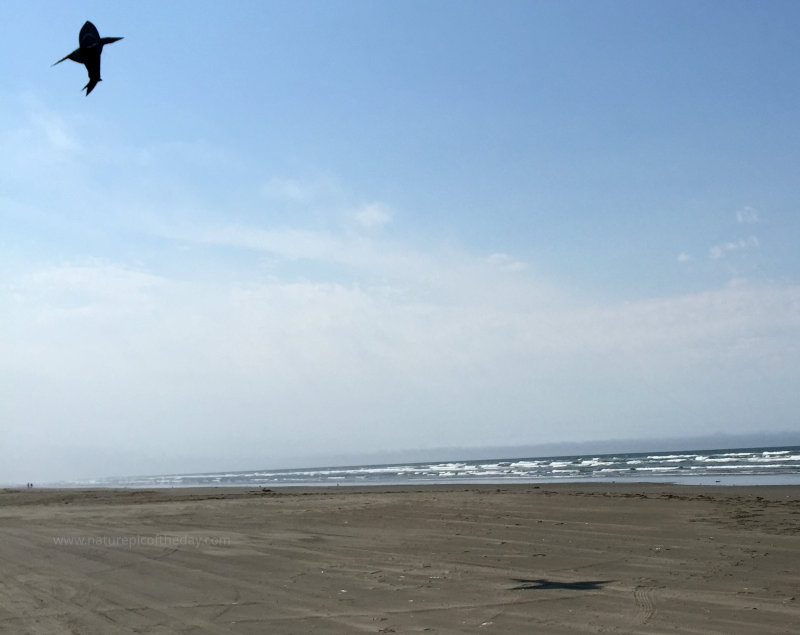 Shark Kite