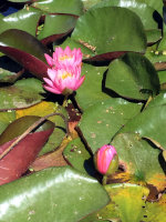 Lily Pad
