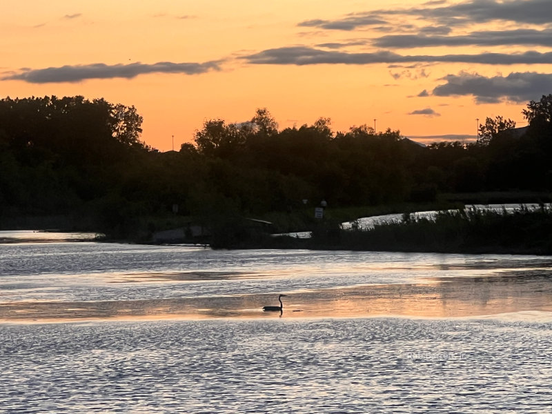 Swan in Minnesota