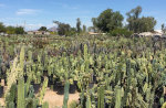Cactus in Phoenix