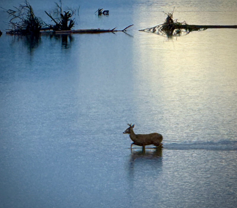 Deer on Christmas, December 25th