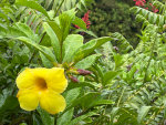 Flowers in Hawaii