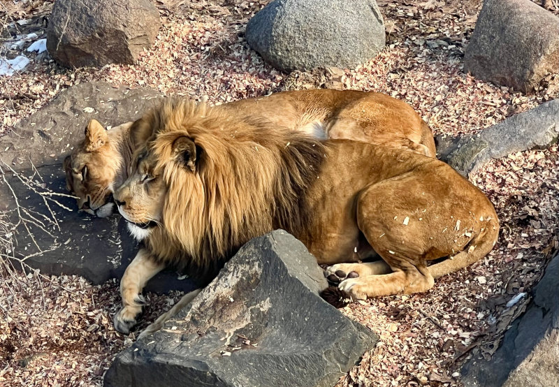 Como Zoo in St. Paul, MN