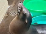 Seal in Minnesota Zoo