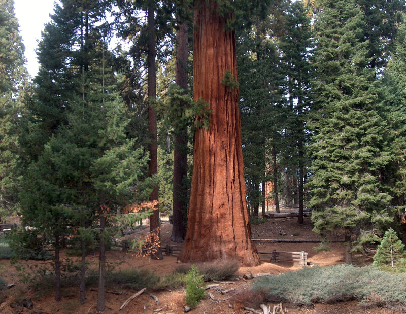 Sequoia Redwood Tree in California