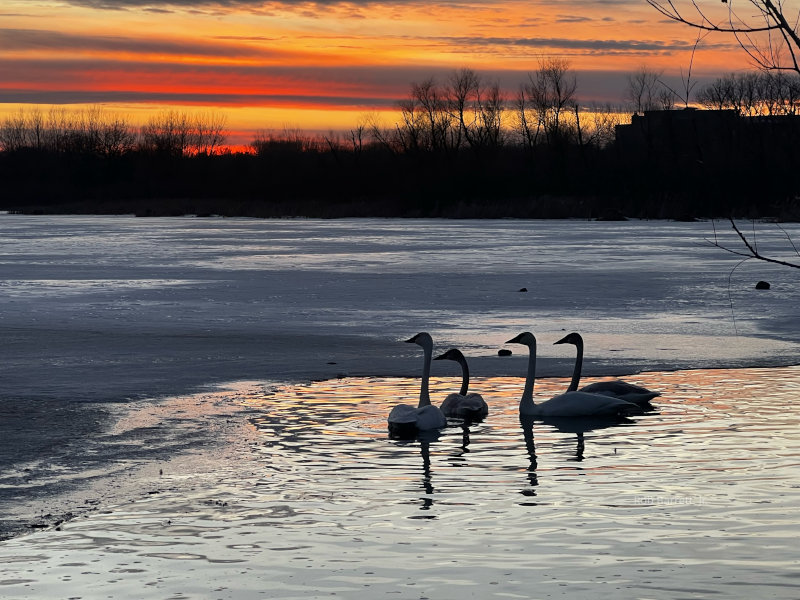 Sunset Swans