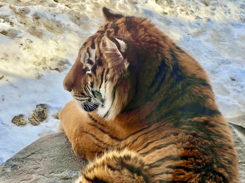 Amur Tiger in Minnesota Zoo