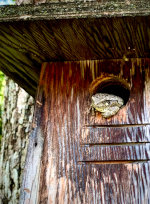 Toad in Minnesota