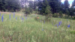 Colorado Blue Bells