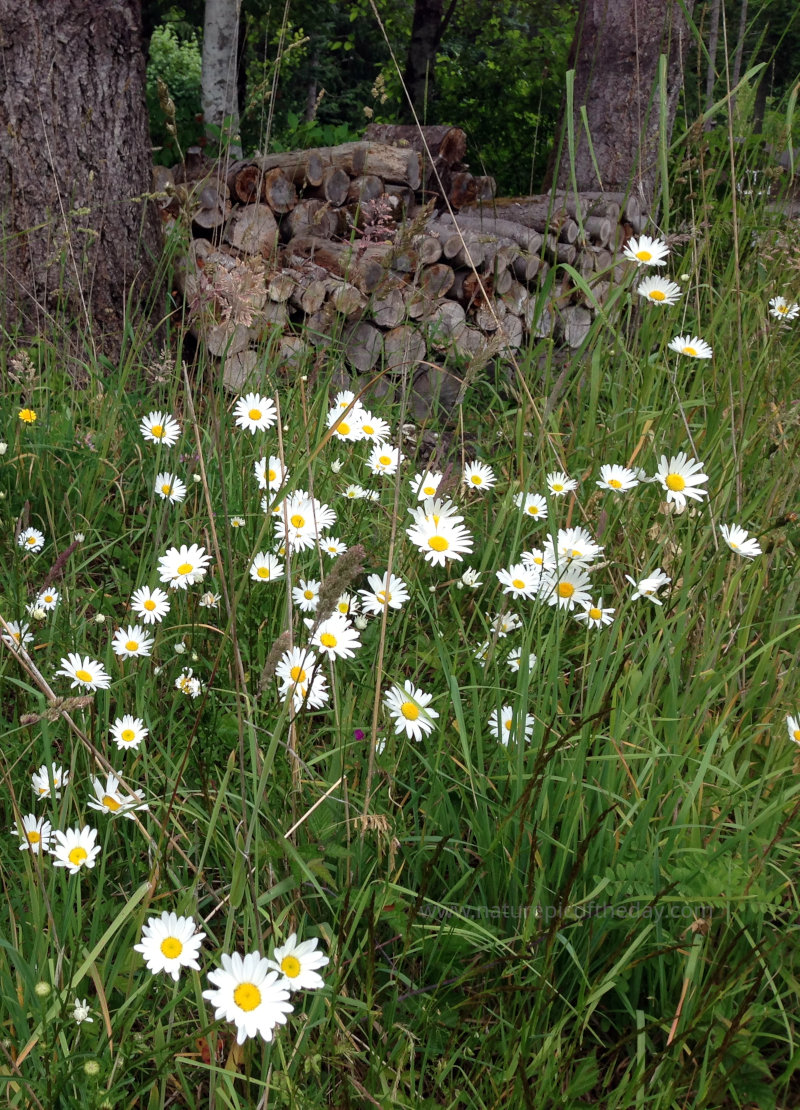Daisy Daisy