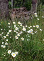 Daisy Daisy