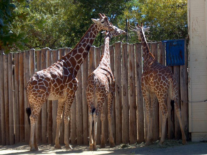 Giraffes in Folsom, CA