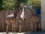Giraffes in Folsom, CA