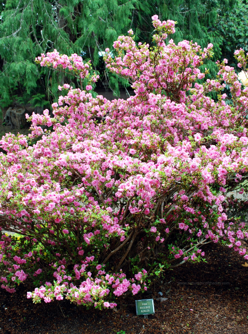 Pink Rosebud Azalea