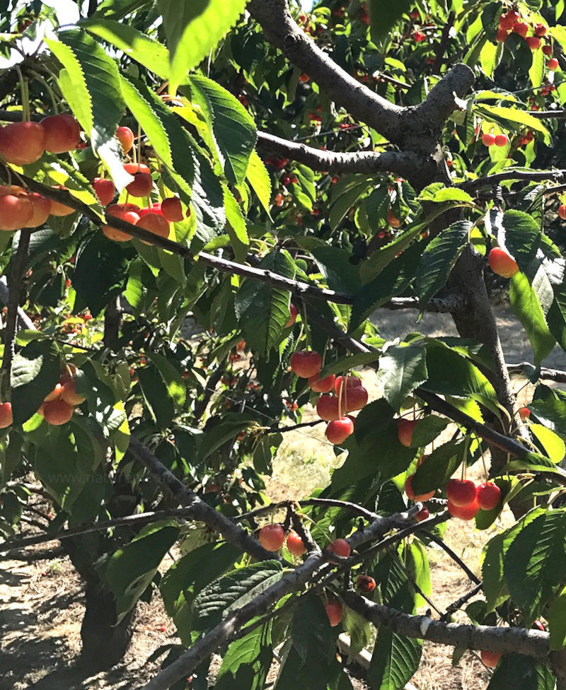 Cherries in Washington