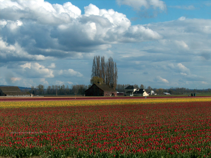 Tulips in Skagit valley