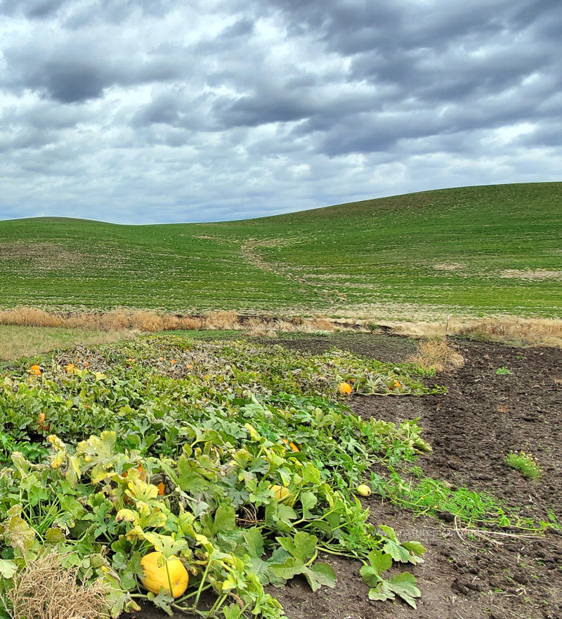 Gourds and pumpkins in Idaho