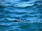 Duck on the Sea