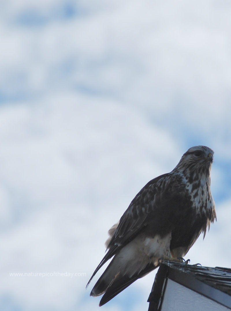 Field Hawk
