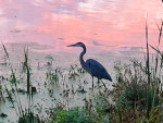 Heron in Minnesota