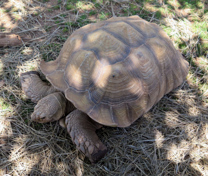 Tortoise at the Reptile Gardens