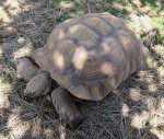 Tortoise at the Reptile Gardens