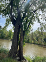 Fun tree in Minnesota