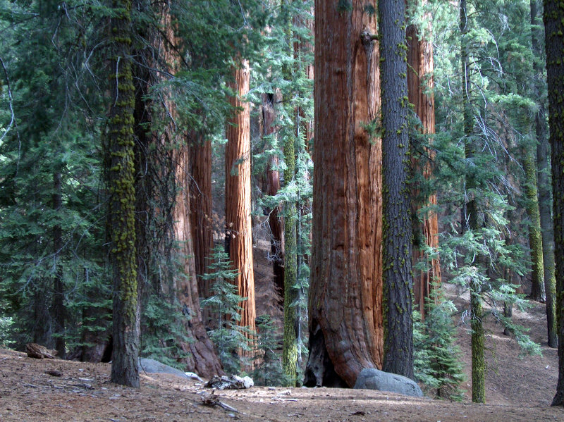 Sequoia National Park