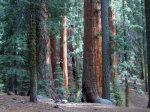 Sequoia National Park
