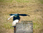 Magpie