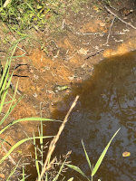 Bullfrog
