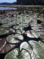 Lily Pads