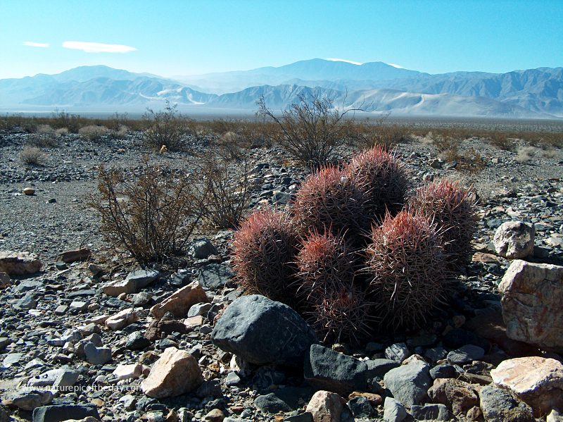 Desert Cactus