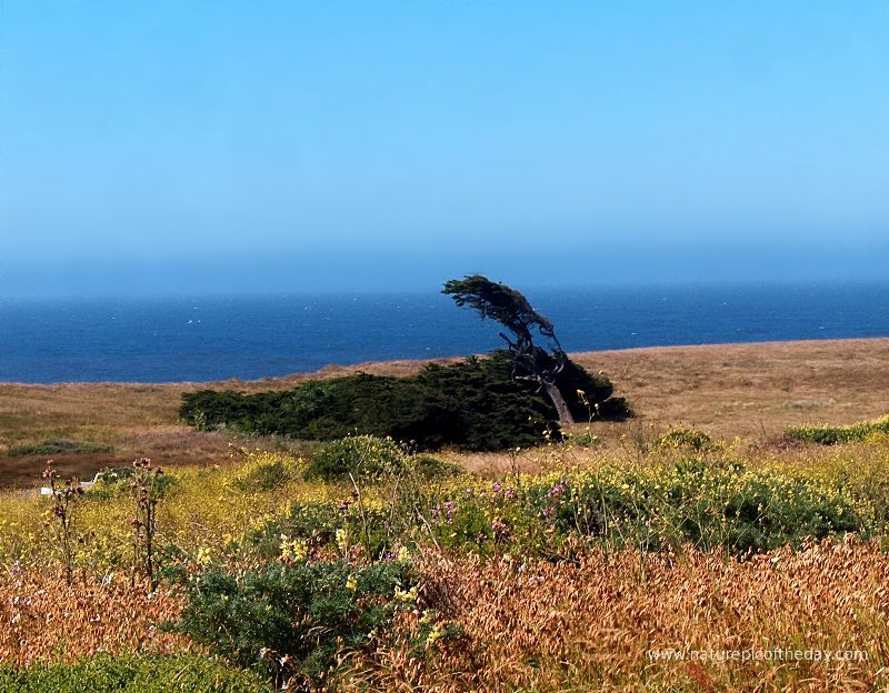 Windswept Sentinel