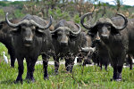 Nature Photography.  African Buffalo at the Tembe Elephant park in South africa.