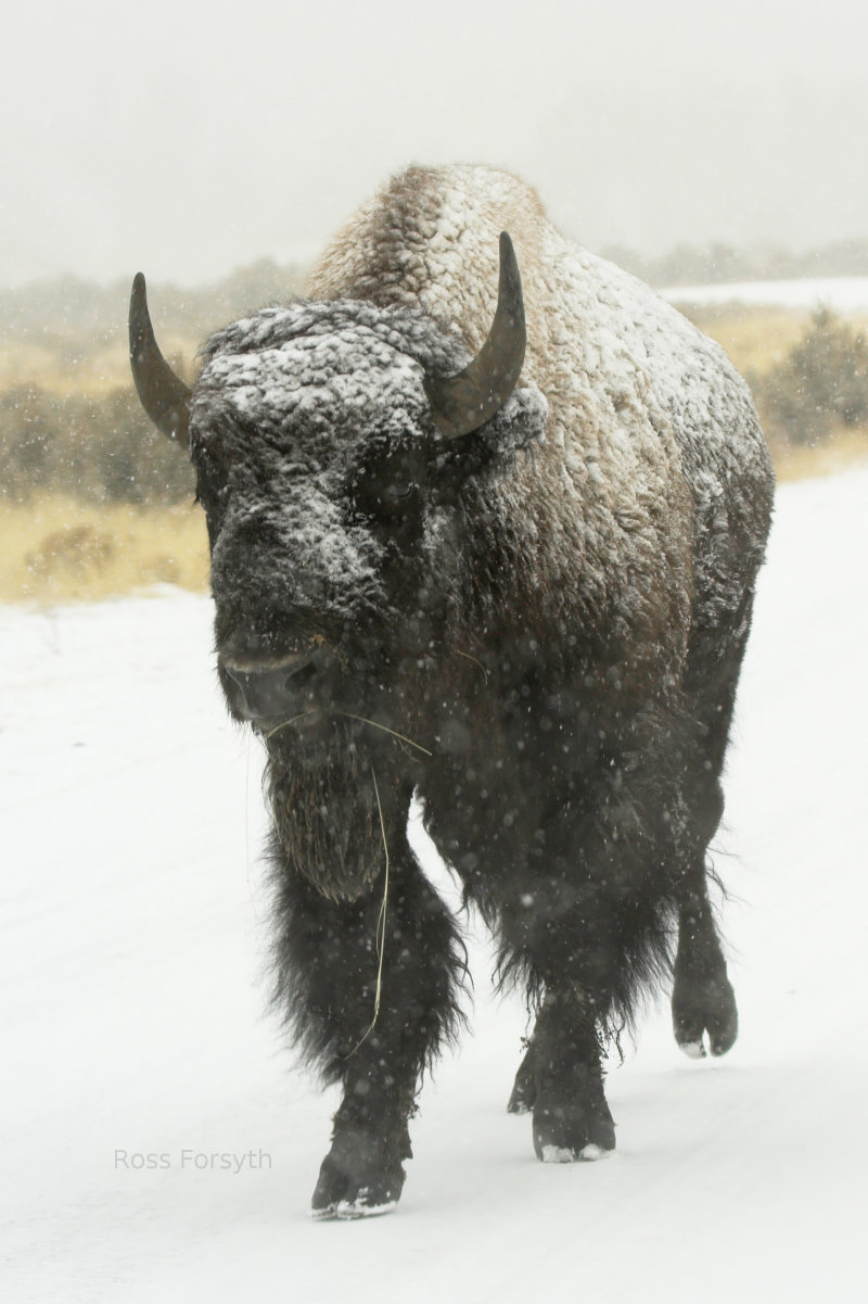 Wildlife Photography.  A Bison in Yellowstone National Park.