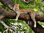 Wildlife Photography.  A leopard in Moremi Game Reserve in the Okavango Delta, Botswana.