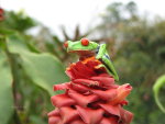 Wildlife Photography, taken in Costa Rica.