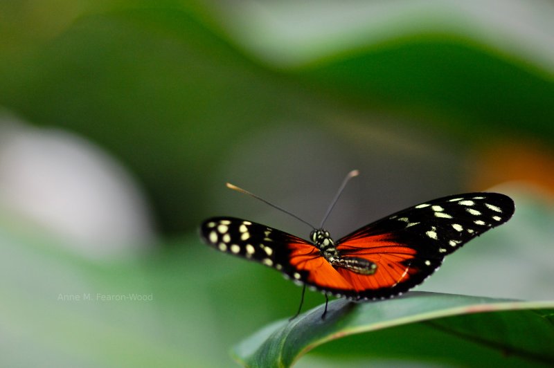 Macro Photography.  Butterfly posing on a leaf.