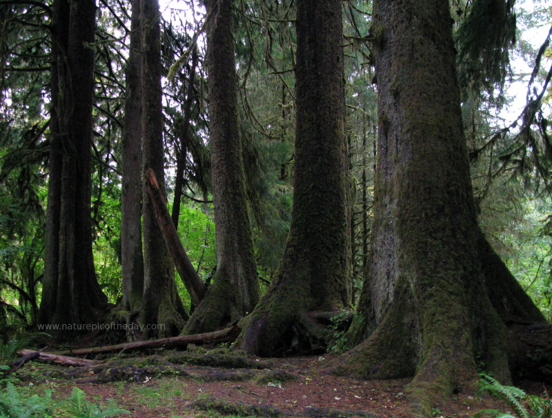 Line of trees in Hoh Rain forest in Olympic National Park.