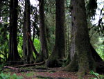 Line of trees in Hoh Rain forest in Olympic National Park.