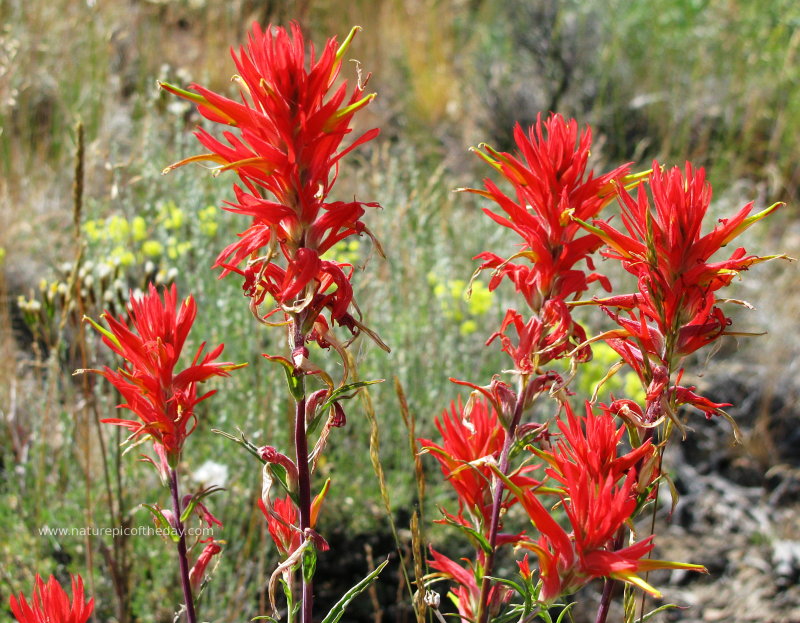 fire red indian paintbrush.