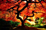 brilliant orange red Japanese Maple tree