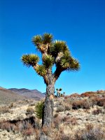 Joshua tree in Death Valley National Park.