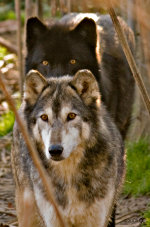 Gray wolves in the Wolf Sancuary of Pennsylvania.  