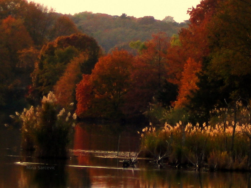 Soft fall colors in Sunken Meadow State Park in Long Island, New York.