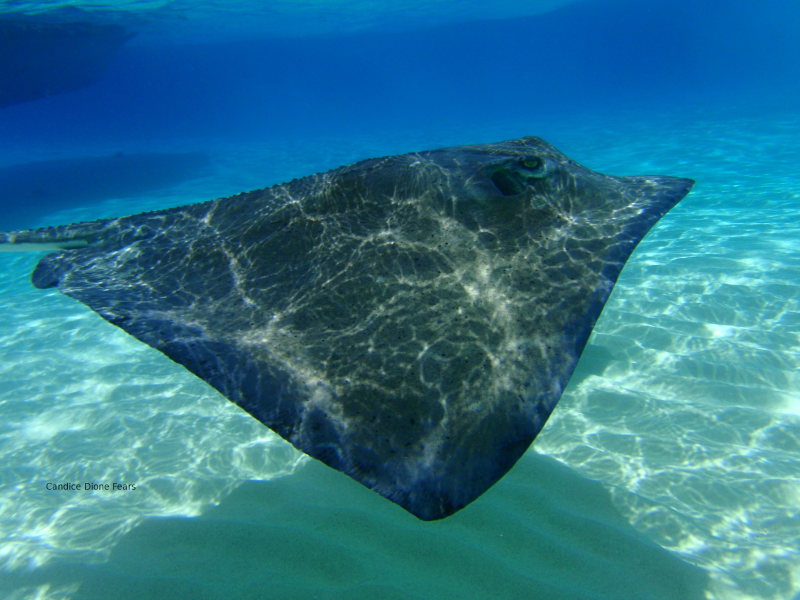 Stingray