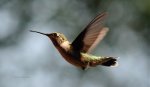 Hummingbird feeders, hummingbird food, juice, sweet nectar.