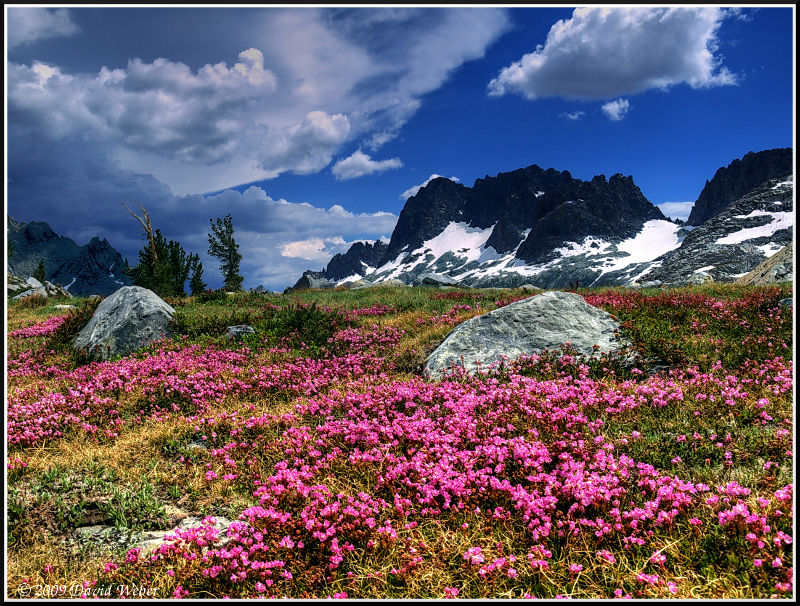 Blooms, blossoms, deodorant, scents, cleaners.